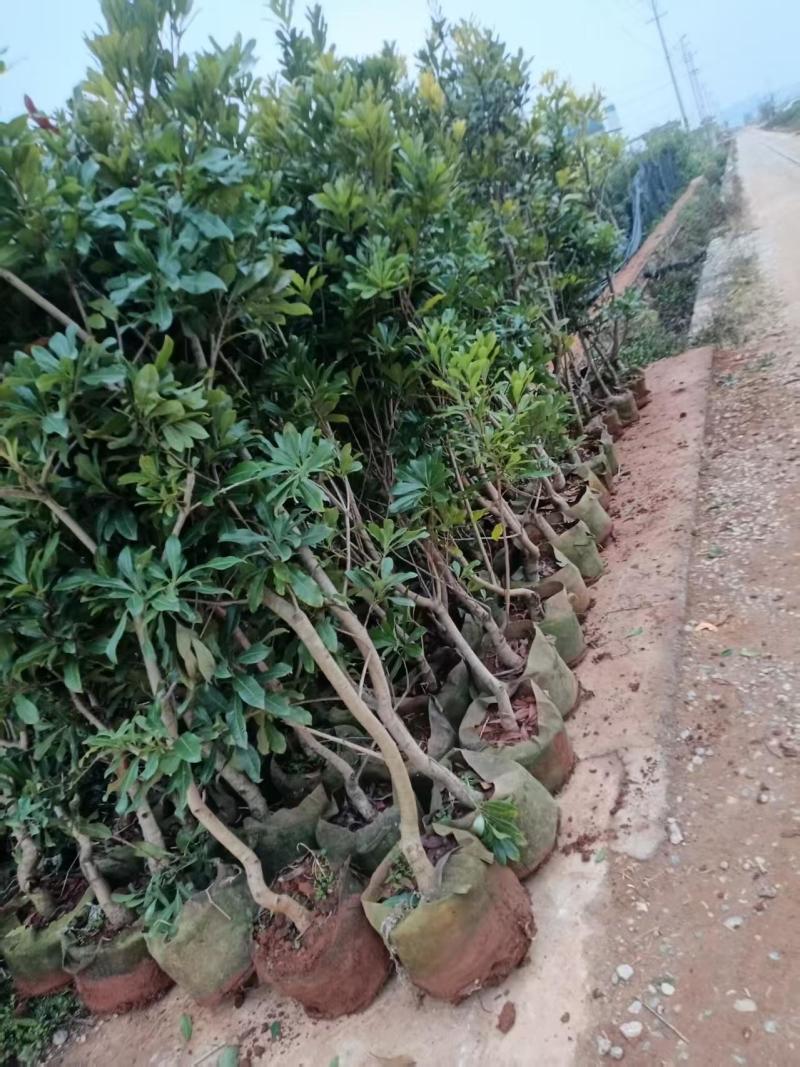 出售东魁、茡荠等各规格杨梅袋苗