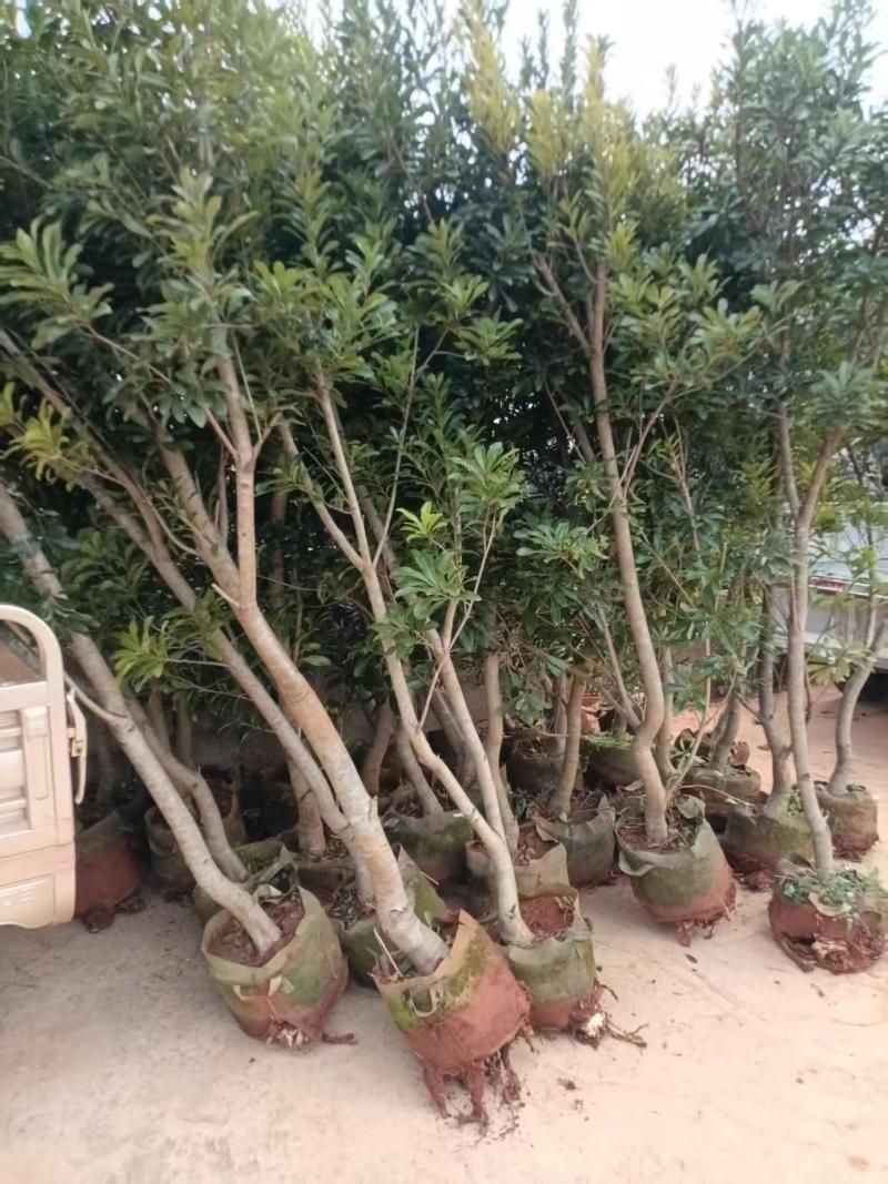 出售东魁、茡荠等各规格杨梅袋苗