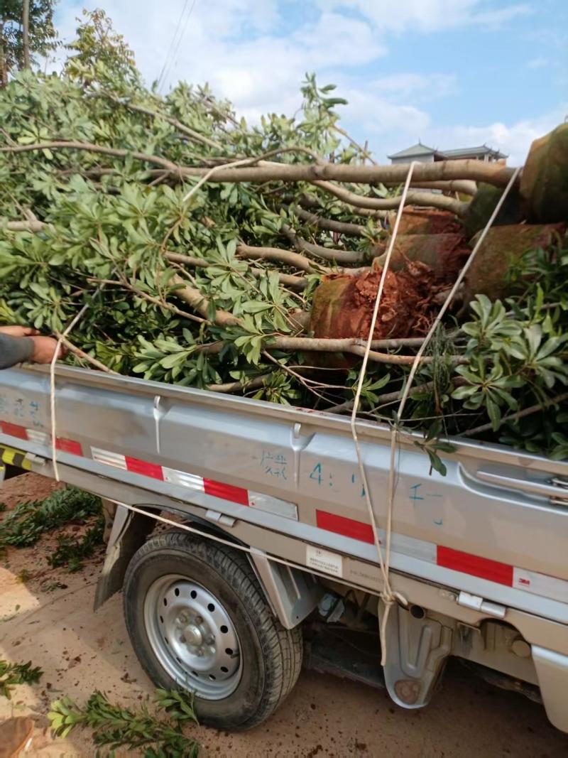 出售东魁、茡荠等各规格杨梅袋苗