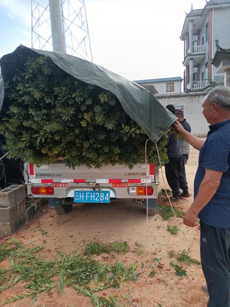 出售东魁、茡荠等各规格杨梅袋苗