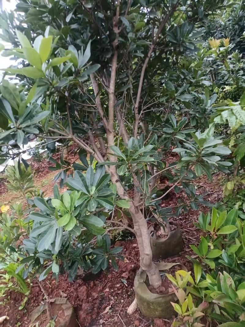 出售东魁、茡荠等各规格杨梅袋苗