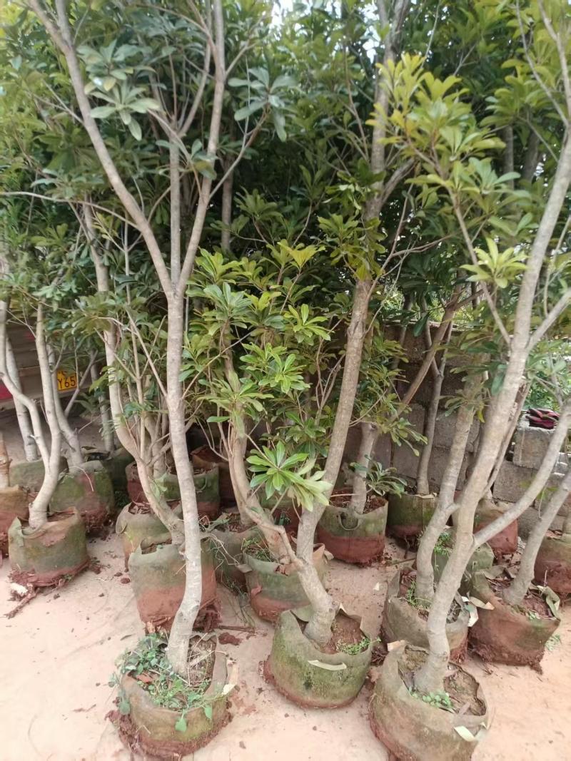 出售东魁、茡荠等各规格杨梅袋苗