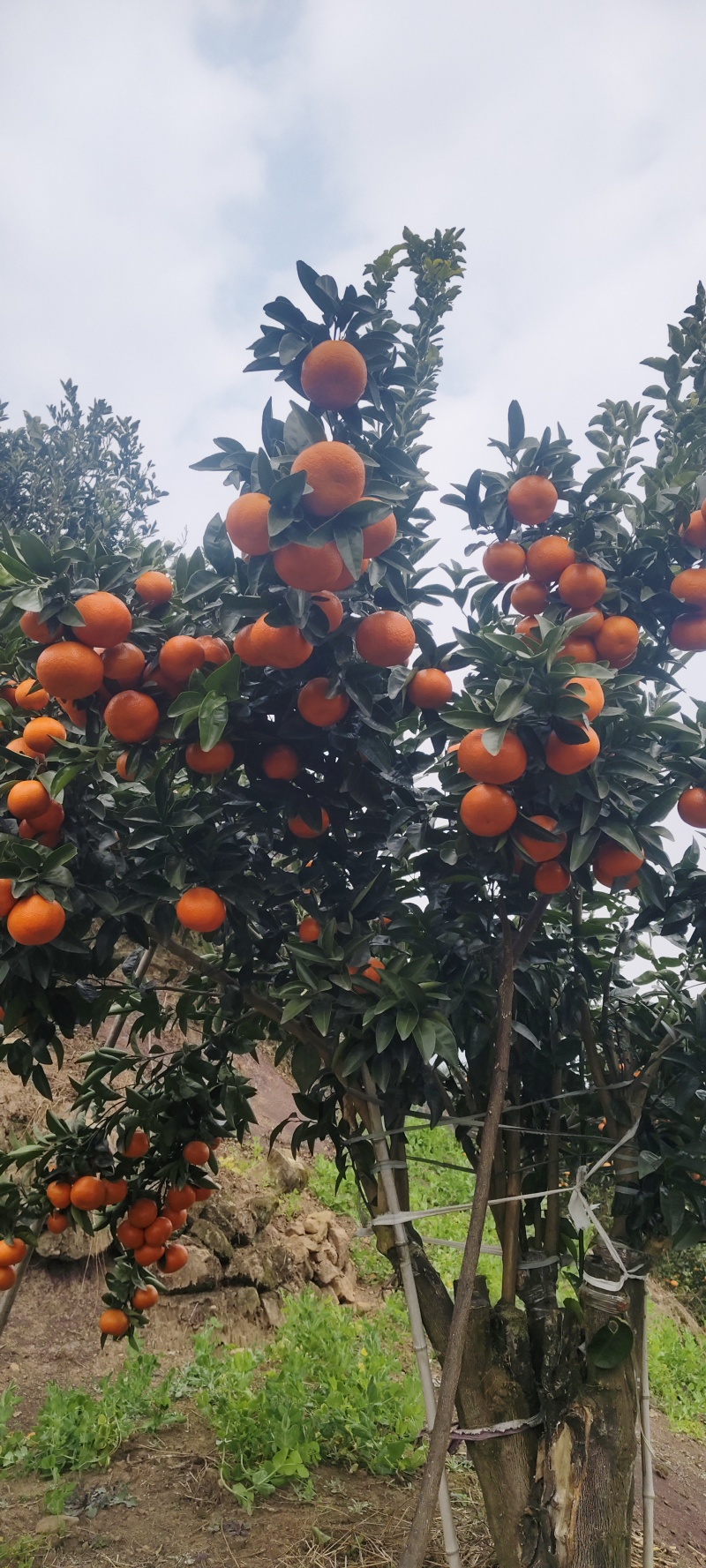 默科特，产地直发，大量有货，可以对接国内国外出口业务
