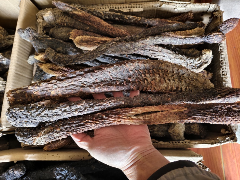 肉苁蓉软肉苁蓉整支批发零售规格齐全量大从优