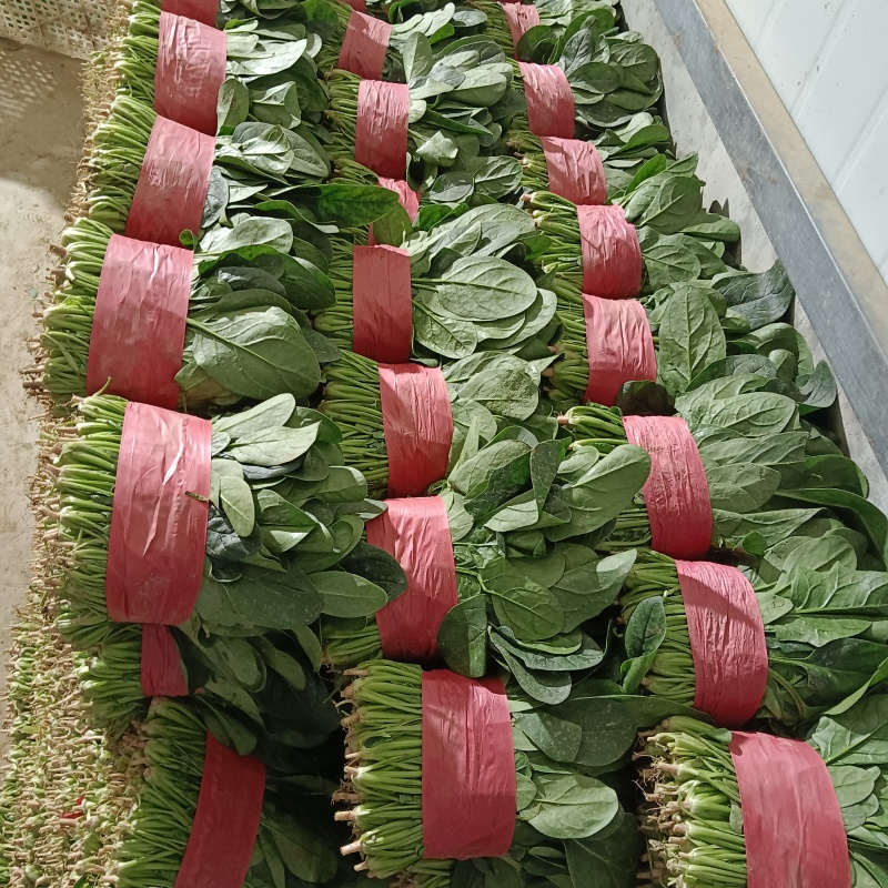【实力】大叶菠菜菠菜扎捆菠菜散框大捆菠菜