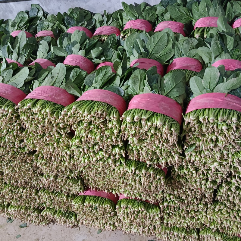【实力】大叶菠菜菠菜扎捆菠菜散框大捆菠菜