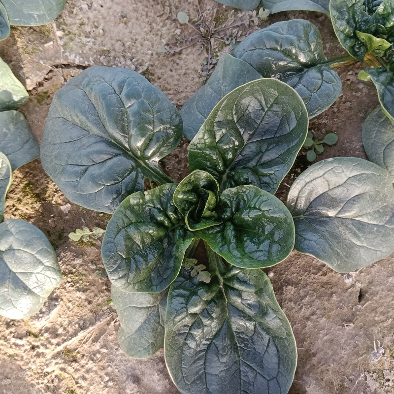【实力】大叶菠菜菠菜扎捆菠菜散框大捆菠菜