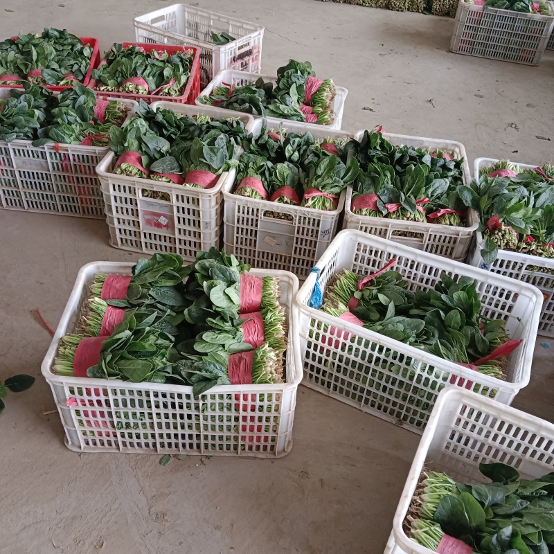 【实力】大叶菠菜菠菜扎捆菠菜散框大捆菠菜