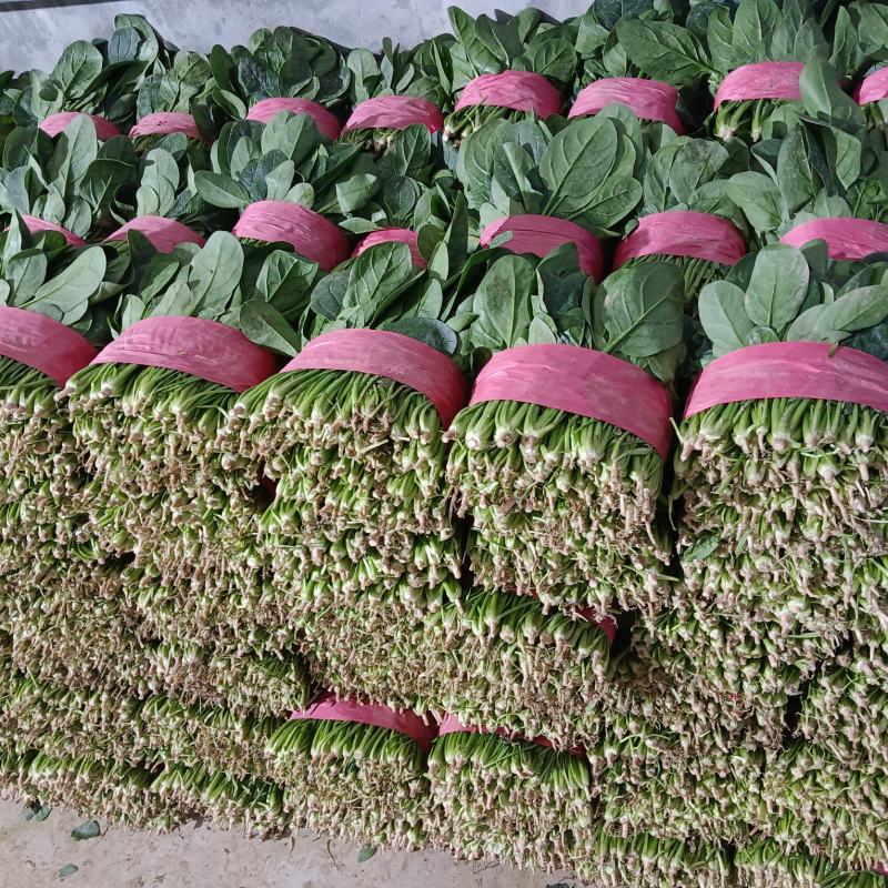 【实力】大叶菠菜菠菜扎捆菠菜散框大捆菠菜