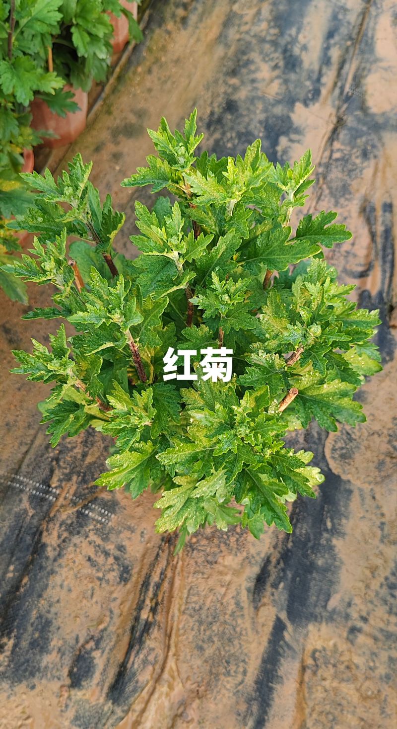 菊花