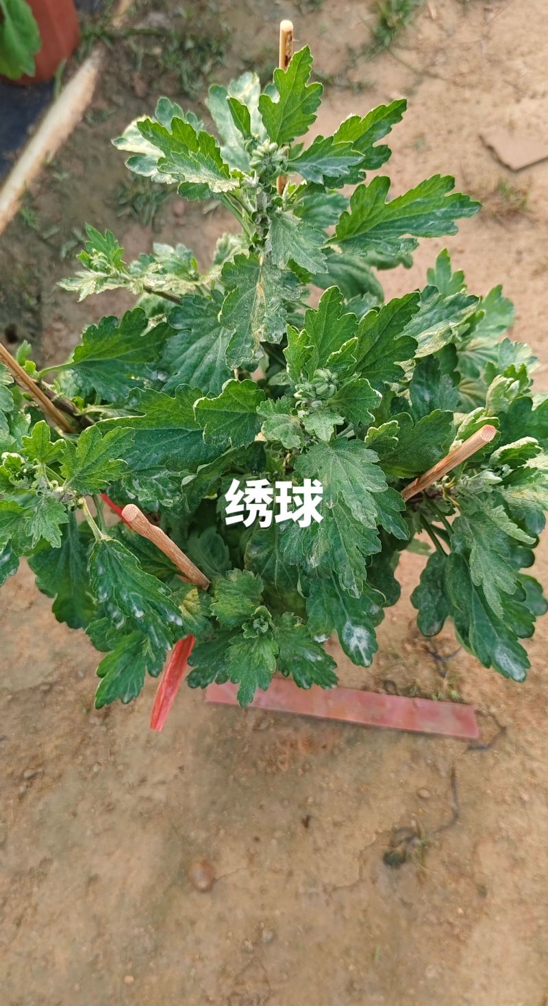 菊花