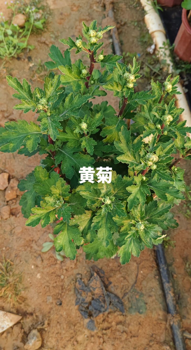 菊花