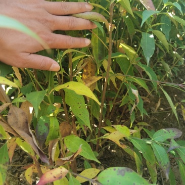 香港四照花小苗