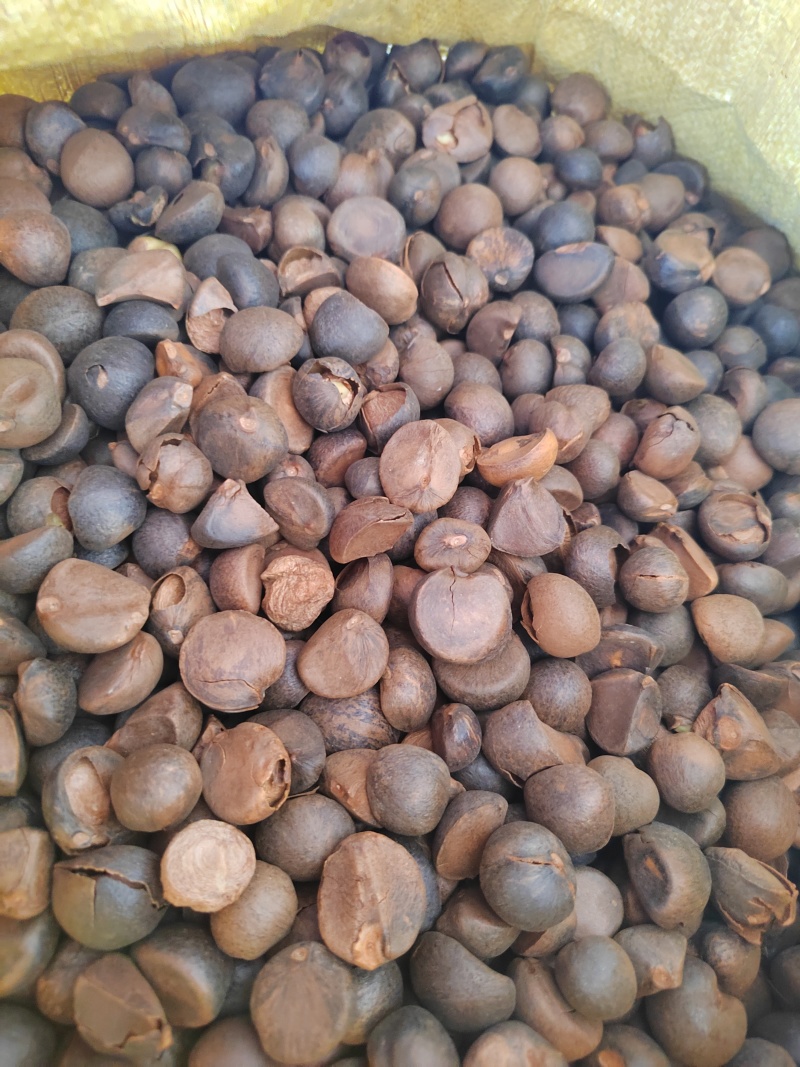 广西本地老品种小籽山茶油
