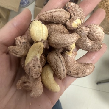 紫衣腰果180大果现货供应