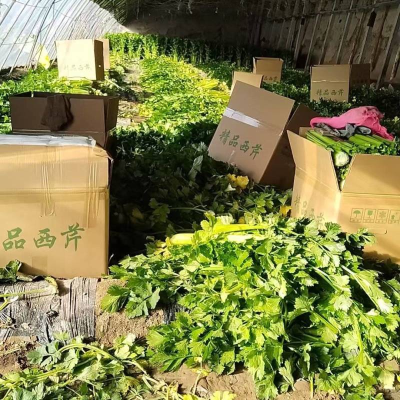 每天都是现场直播