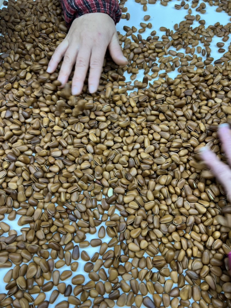 东北开口红松子大量现货