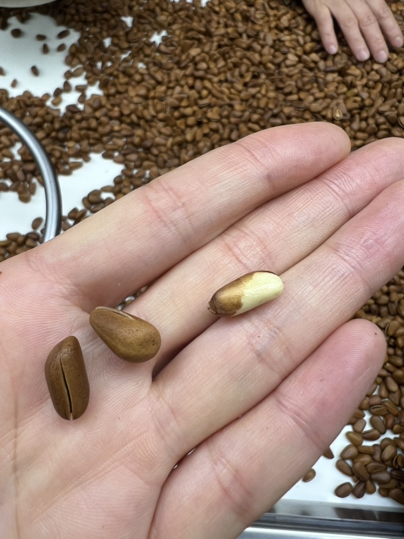 东北开口红松子大量现货