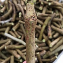 大量供应葛根种藤，提供技术指导，签订回收合同。