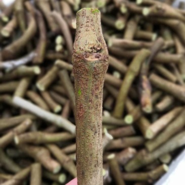 大量供应葛根种藤，提供技术指导，签订回收合同。