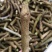 大量供应葛根种藤，提供技术指导，签订回收合同。