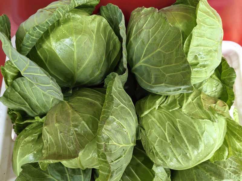 大棚花白3万斤