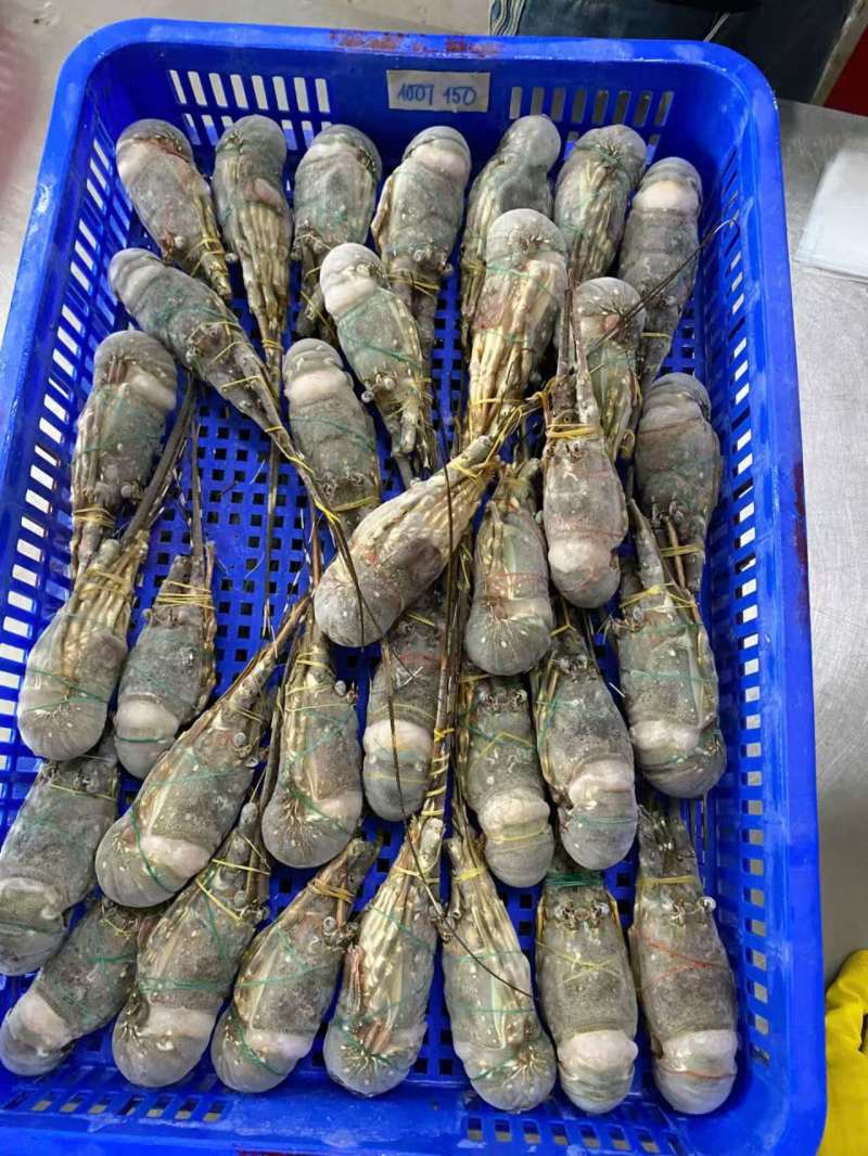 干冰冷冻小青龙B级品质