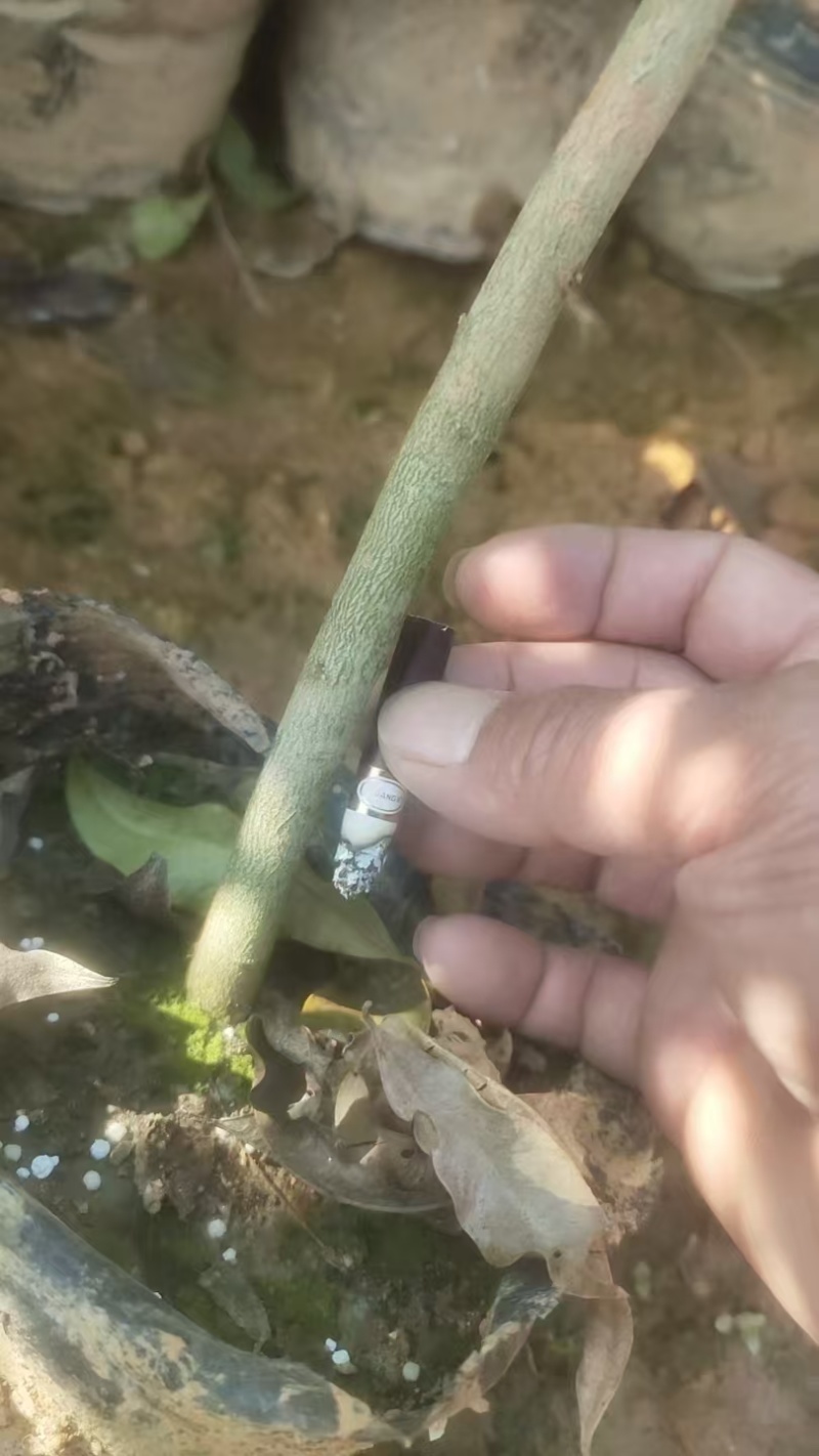 大杯沉香苗
