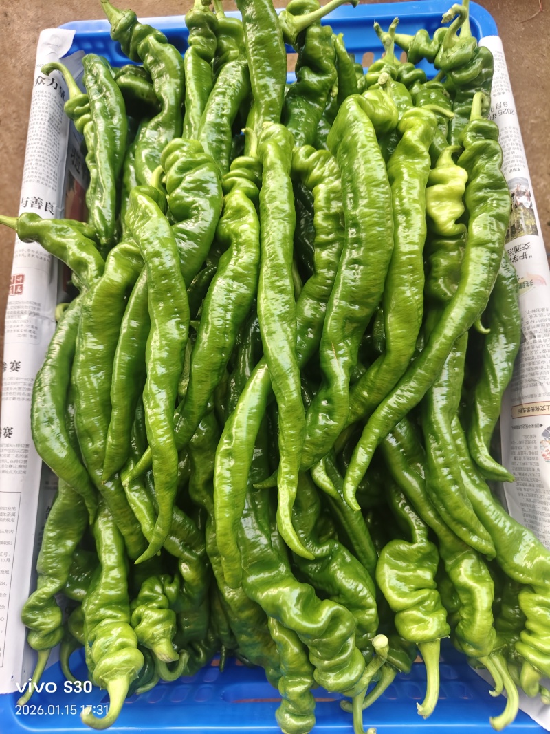 广东湛江大量陇椒上市