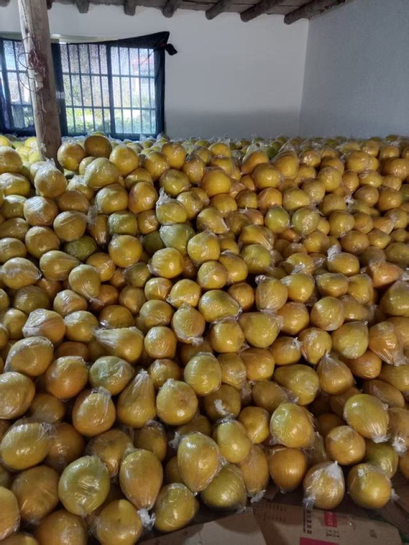 阳朔兴坪老树柚