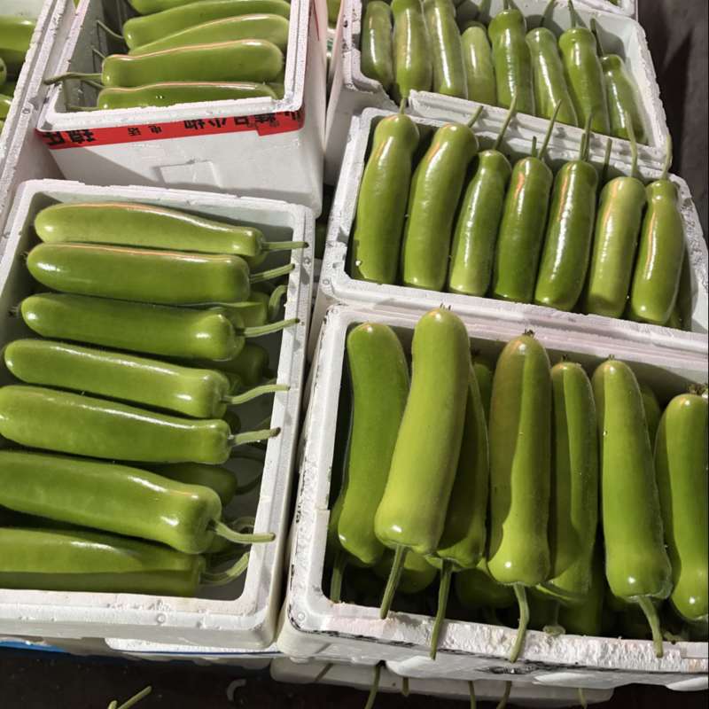 嘉兴短瓠瓜大量上市，头茬采摘，价格实惠，量大从优