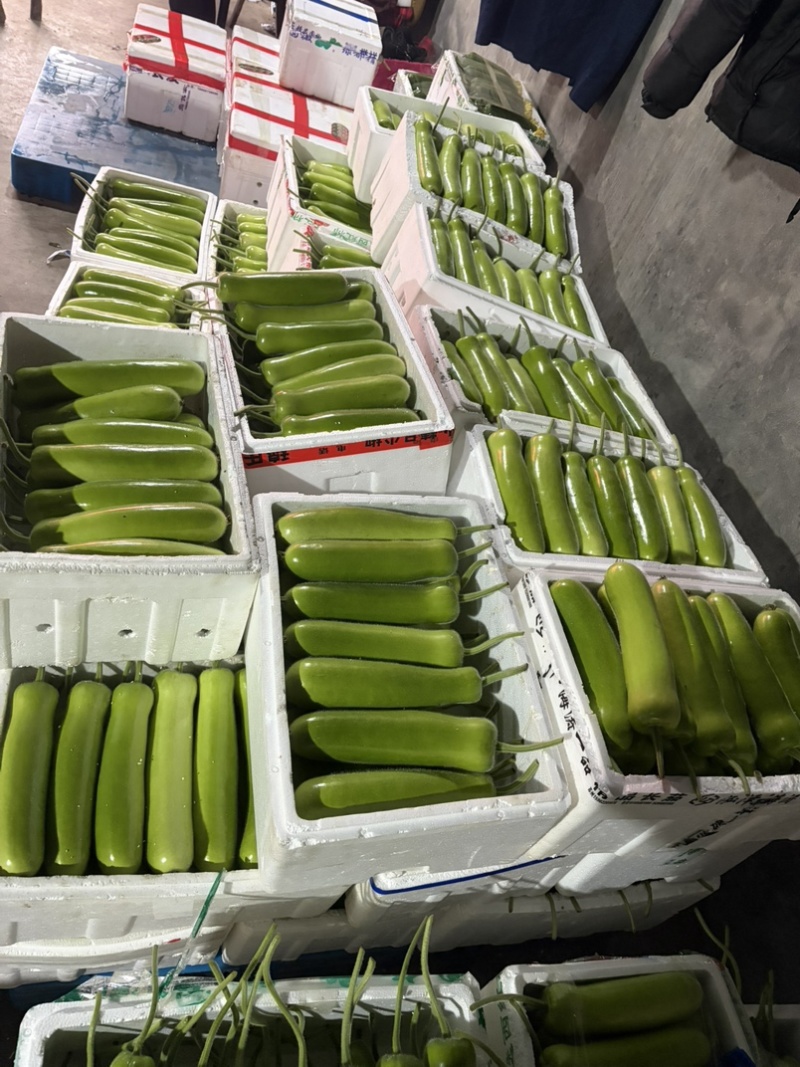 嘉兴短瓠瓜大量上市，头茬采摘，价格实惠，量大从优