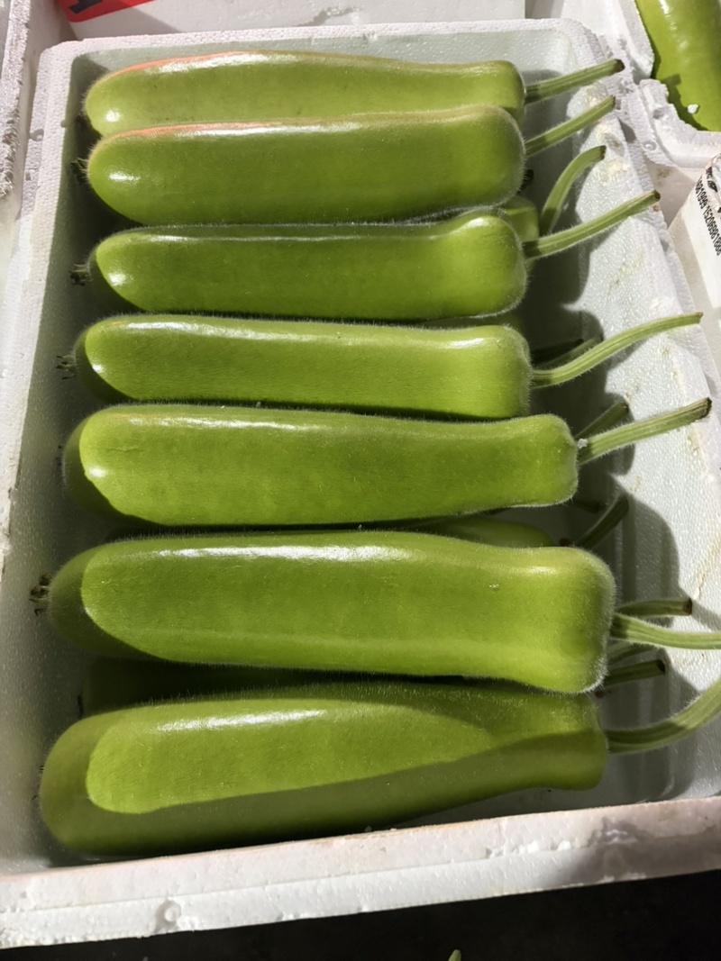 嘉兴短瓠瓜大量上市，头茬采摘，价格实惠，量大从优