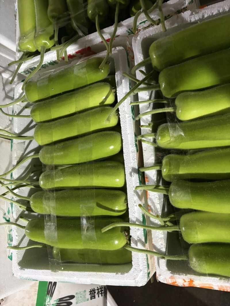 嘉兴短瓠瓜大量上市，头茬采摘，价格实惠，量大从优