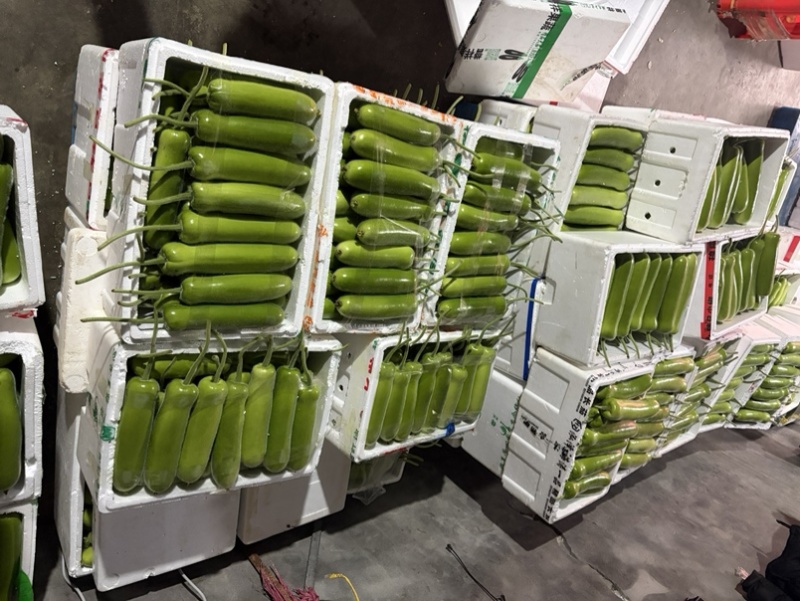 嘉兴短瓠瓜大量上市，头茬采摘，价格实惠，量大从优