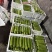 嘉兴短瓠瓜大量上市，头茬采摘，价格实惠，量大从优