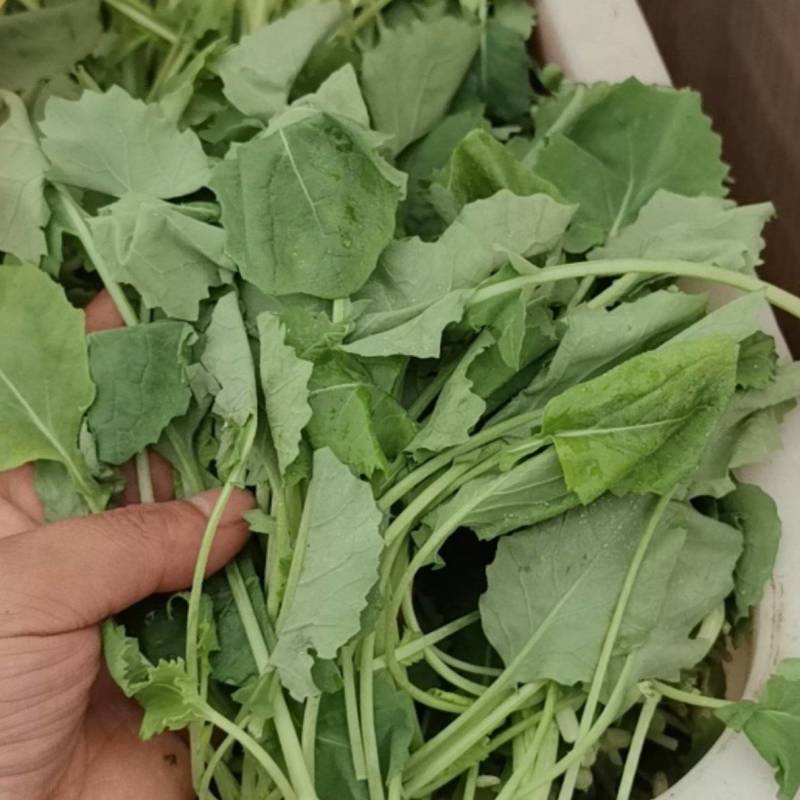 鸡毛菜