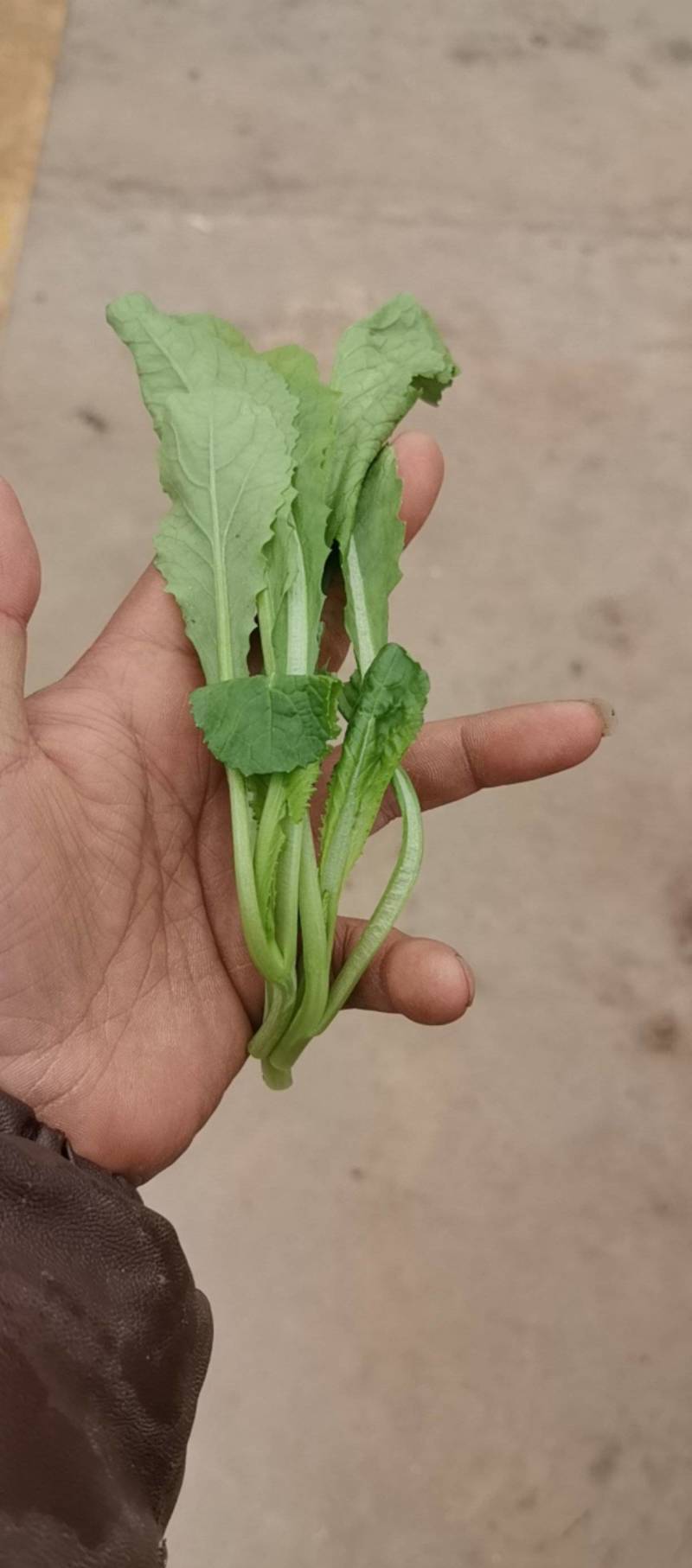 鸡毛菜
