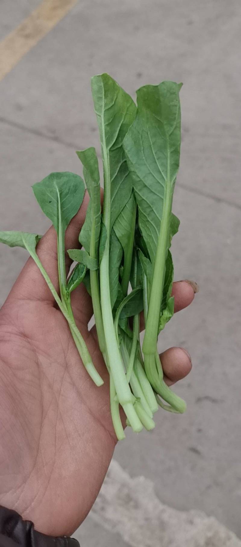 鸡毛菜