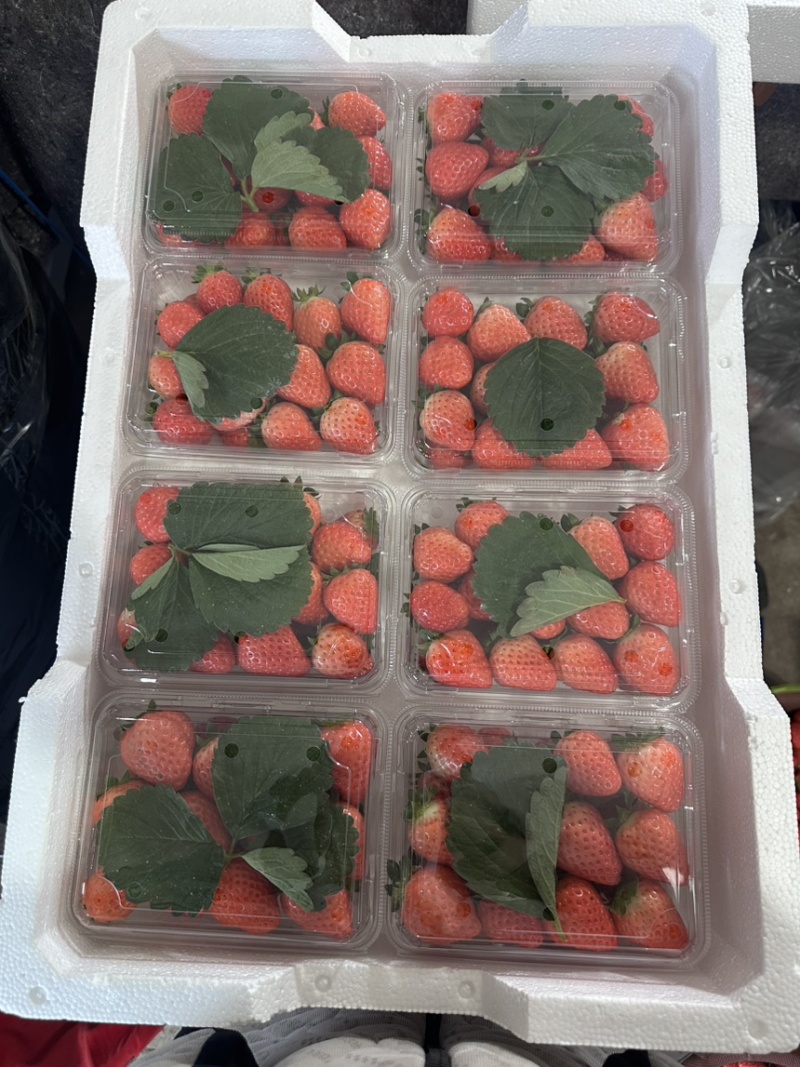 徐州冬草莓