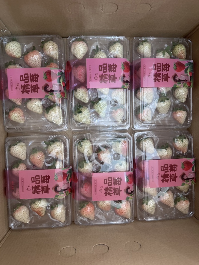 徐州冬草莓