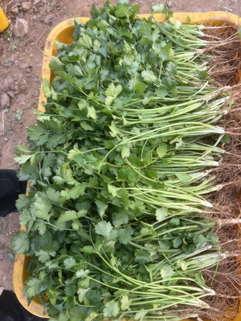 【推荐】广西精品中叶香菜可装箱，打捆，可散装