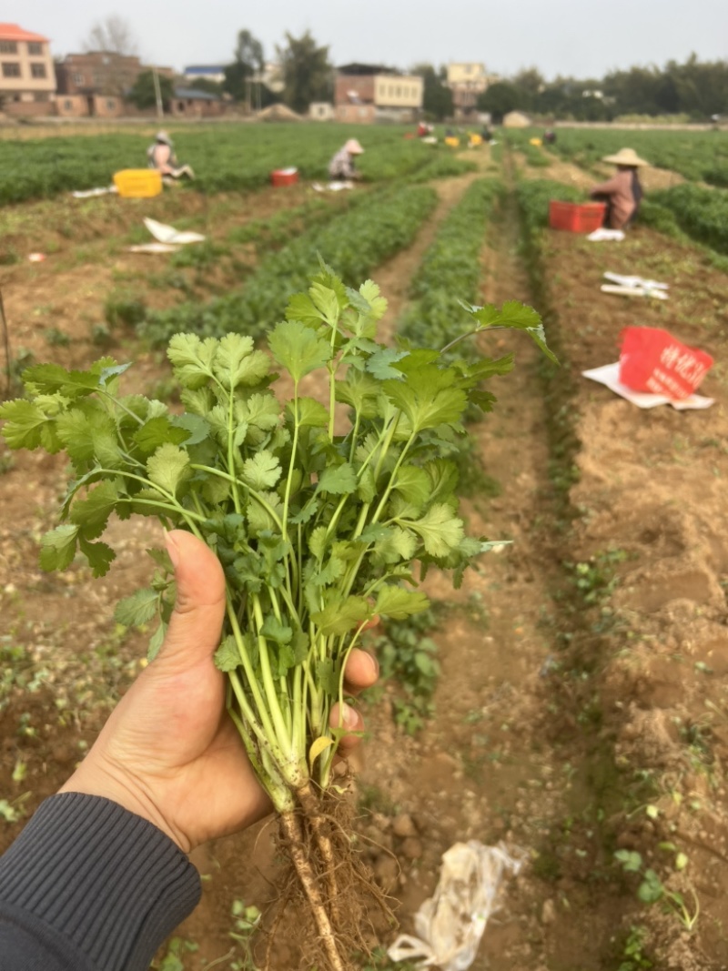 【推荐】广西精品中叶香菜可装箱，打捆，可散装