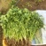 【推荐】广西精品中叶香菜可装箱，打捆，可散装