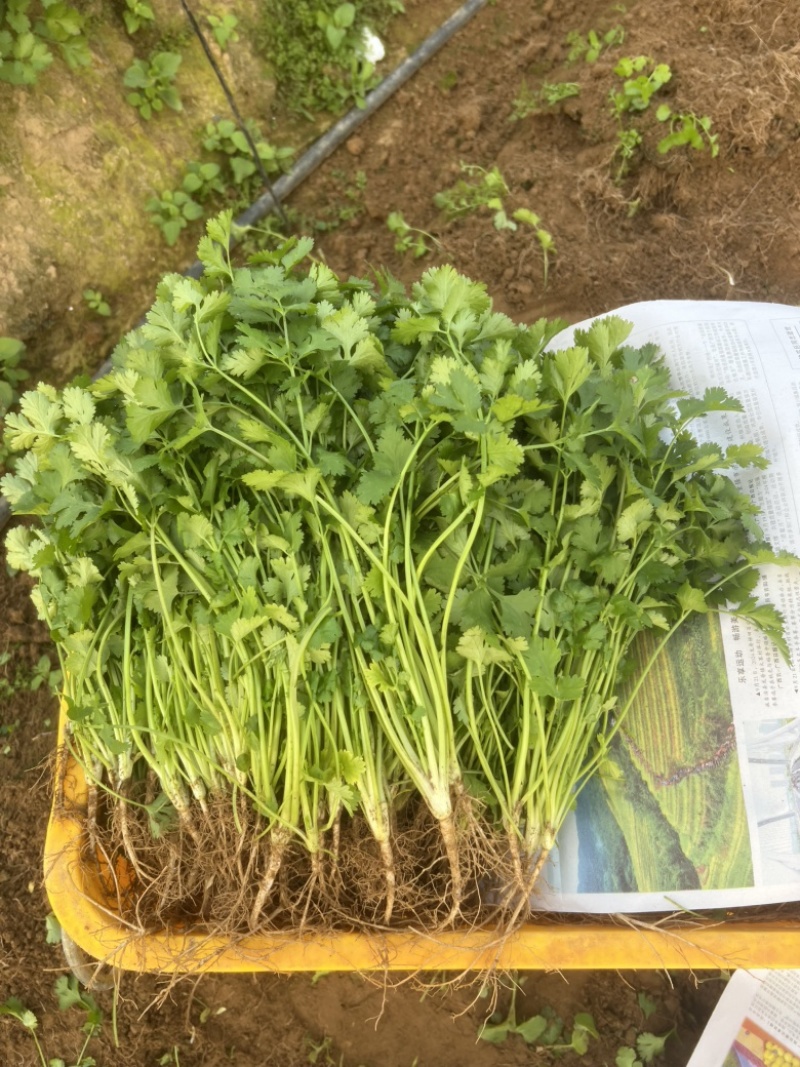 【推荐】广西精品中叶香菜可装箱，打捆，可散装