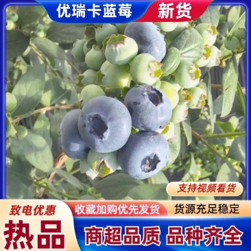 山东特级蓝莓优瑞卡现摘现发规格齐全量大从优品质保证