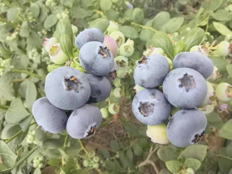 山东特级蓝莓优瑞卡现摘现发规格齐全量大从优品质保证