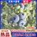 山东特级蓝莓优瑞卡现摘现发规格齐全量大从优品质保证