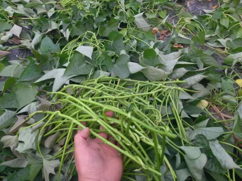 【热卖】特级商薯苗品种优良种植基地直发欢迎新老朋友电联