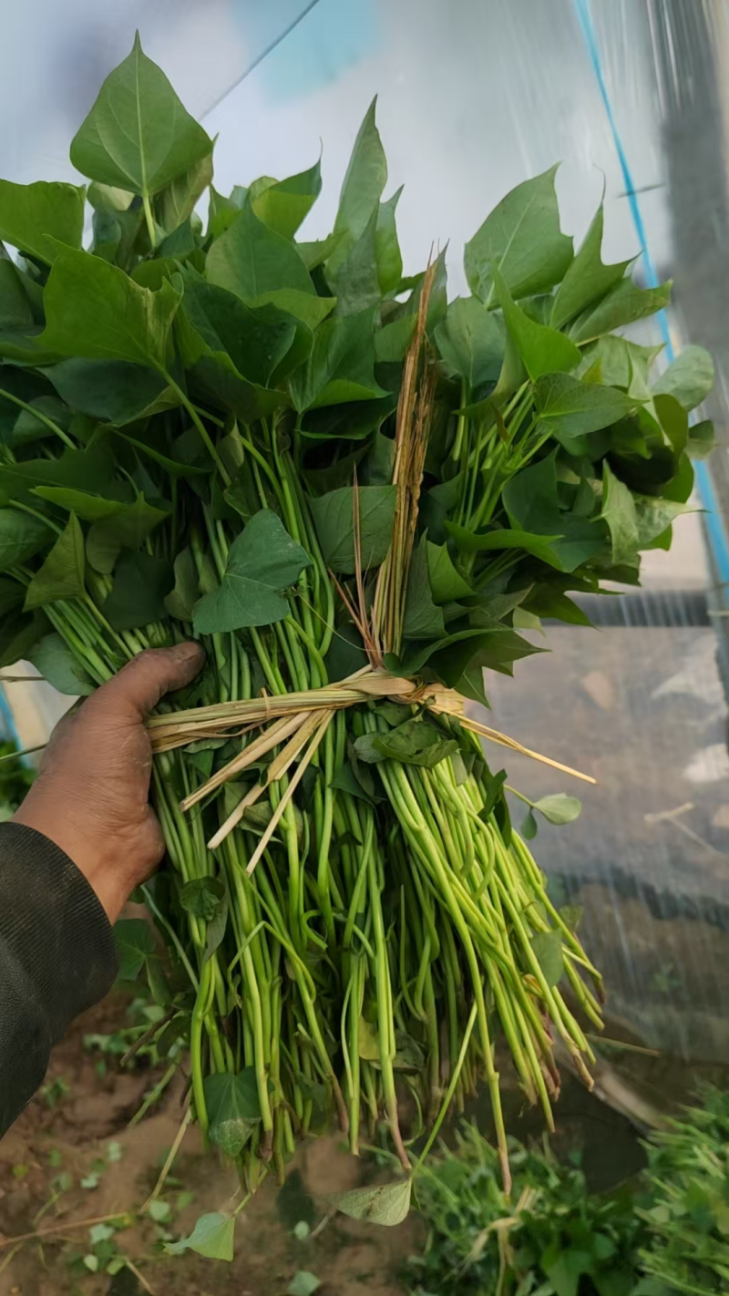 【热卖】特级商薯苗品种优良种植基地直发欢迎新老朋友电联